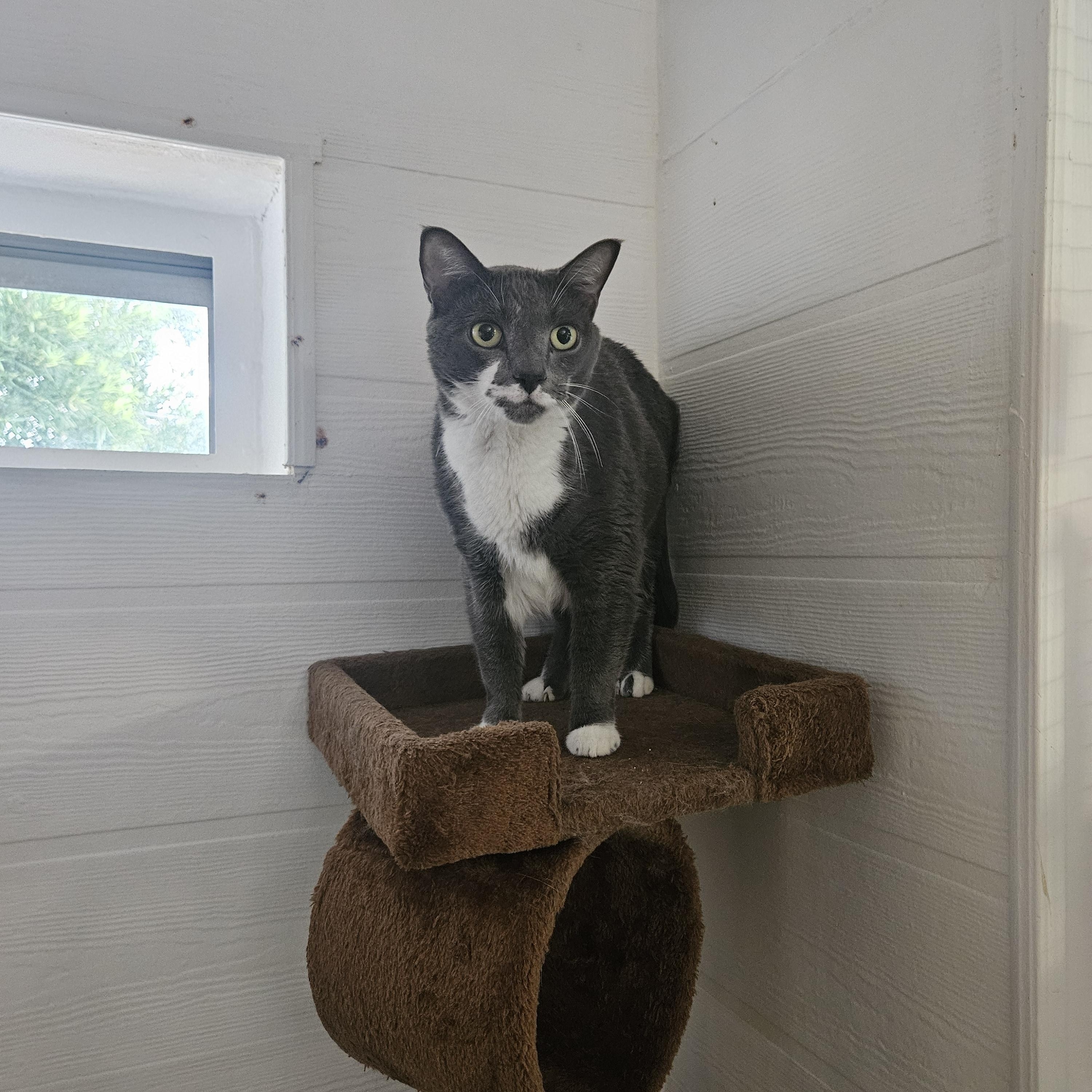 Enlarge Hobo, a ADOPTABLE Domestic Short Hair in Melbourne, FL image 2/2