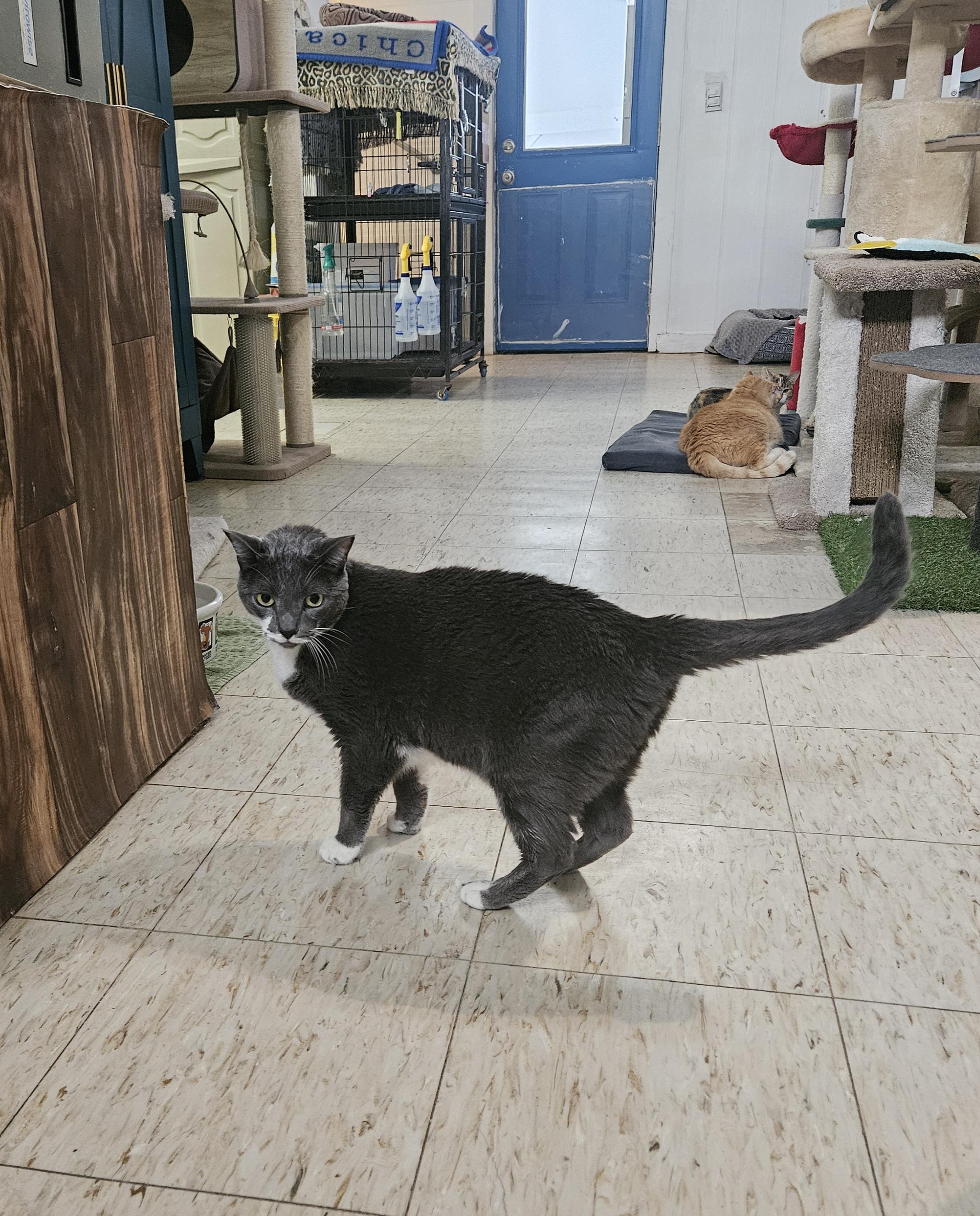 Enlarge Hobo, a ADOPTABLE Domestic Short Hair in Melbourne, FL image 1/2