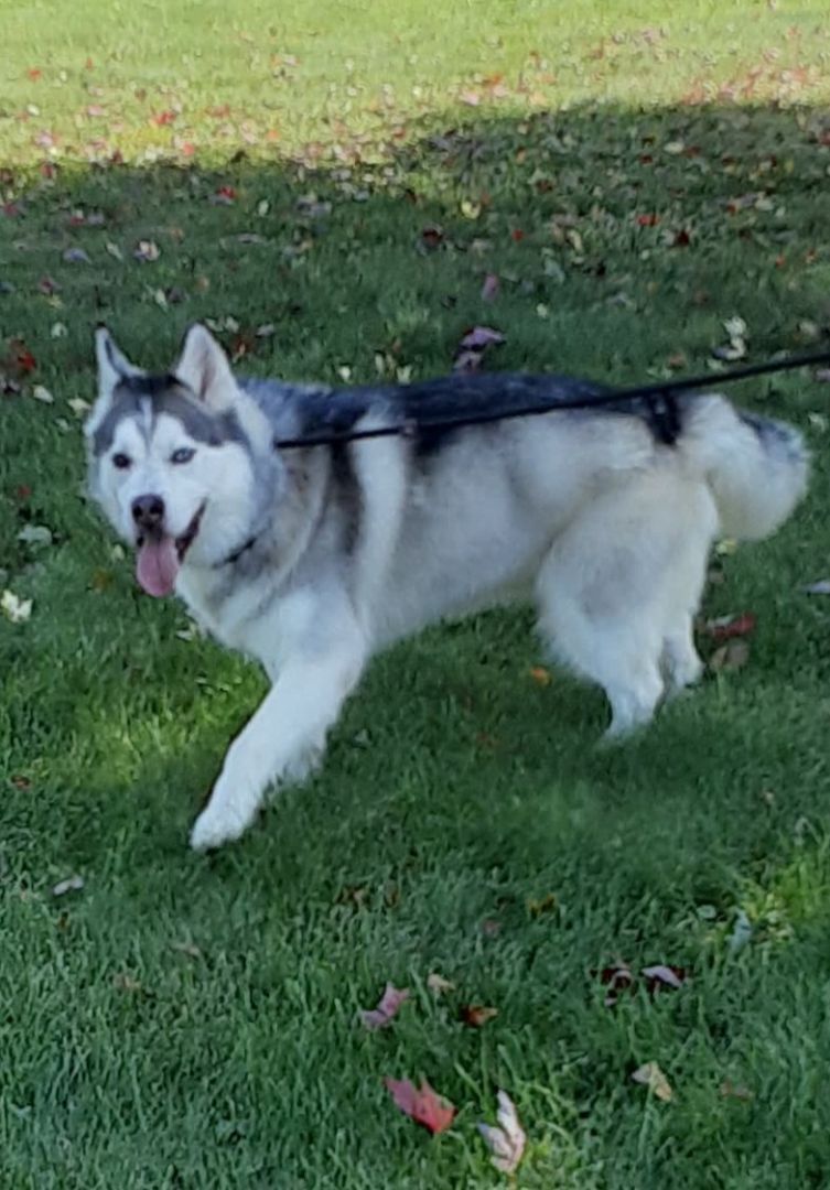 Milo, a Adoptable mixed breed in Seville, OH image 1/8