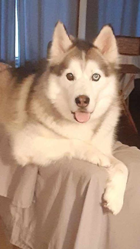 Milo, a Adoptable mixed breed in Seville, OH image 2/8