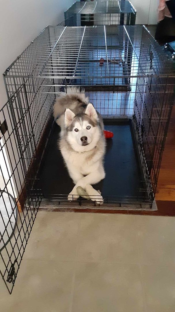 Milo, a Adoptable mixed breed in Seville, OH image 3/8