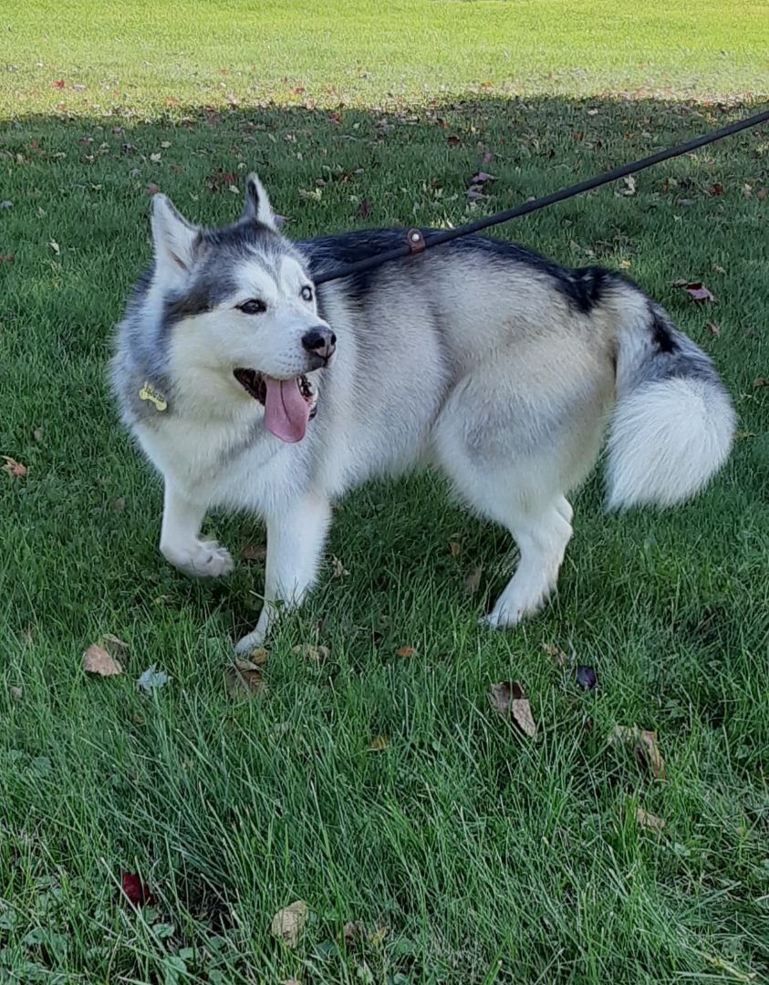 Milo, Adoptable, Adult Male Siberian Husky & Husky.