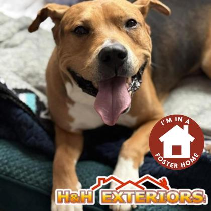 Rocko, a Adoptable mixed breed in Janesville, WI image 1/3