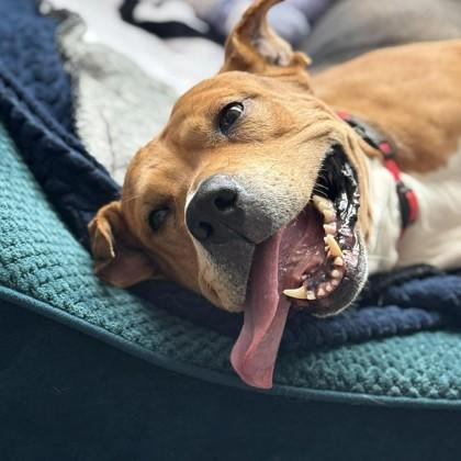 Enlarge Rocko, a Adoptable mixed breed in Janesville, WI image 3/3