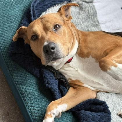 Rocko, a Adoptable mixed breed in Janesville, WI image 3/3