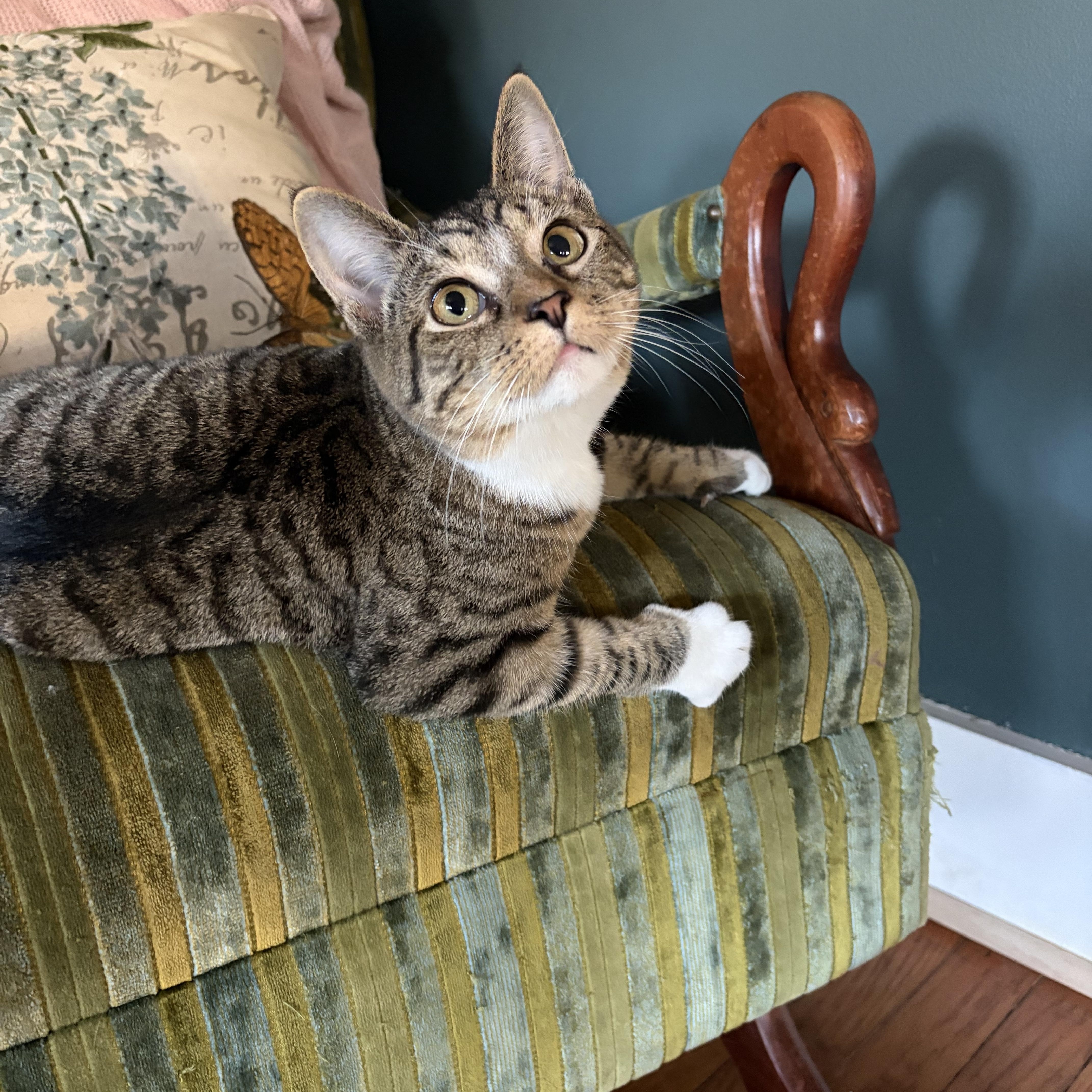 Petunia, Adoptable, Kitten Female Domestic Short Hair & Tabby.