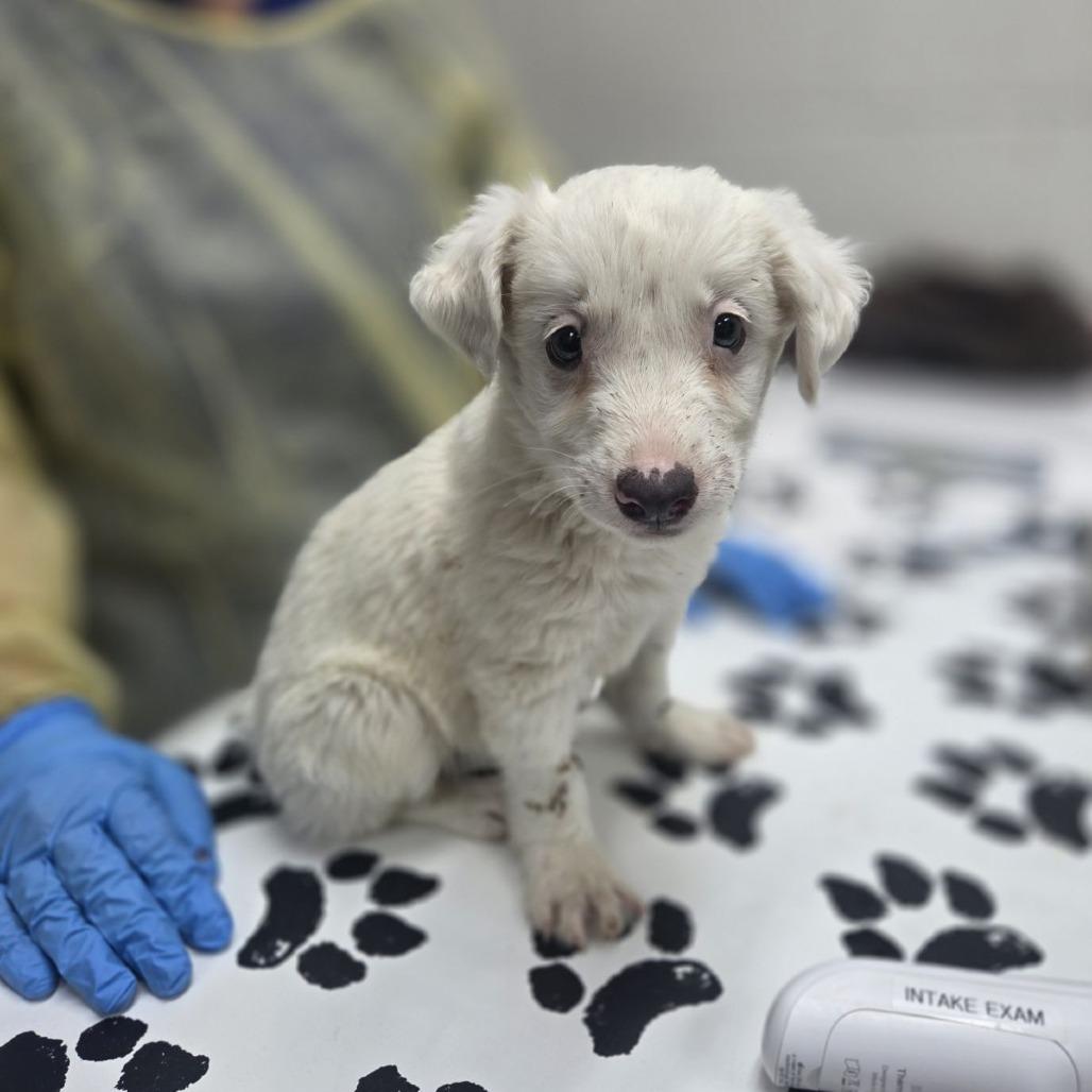 Enlarge Valentina, a Adoptable mixed breed in Incline Village, NV image 1/1