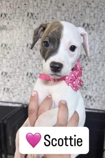 Scottie, ADOPTABLE, Puppy Female Rat Terrier.