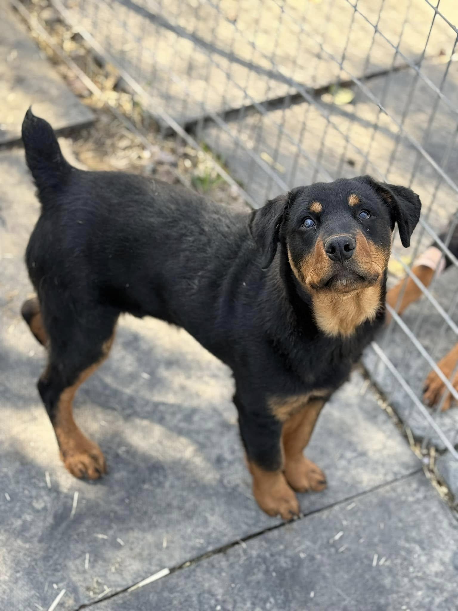 Rocko, Adoptable, Young Male Rottweiler & Mixed Breed.