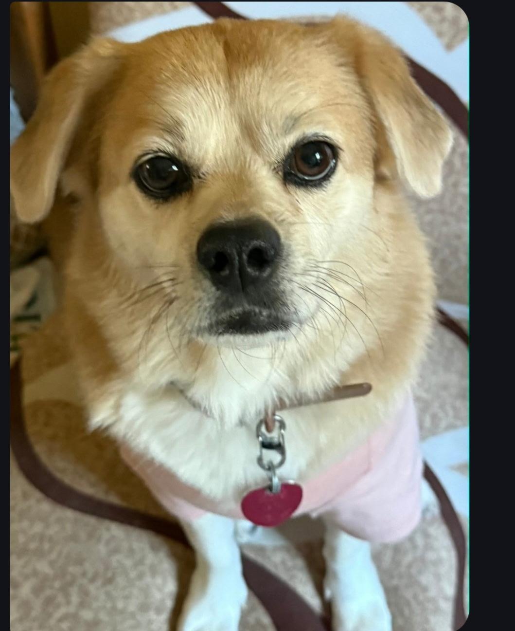 Nina, an adopted mixed breed in Asbury Park, NJ image 1/4