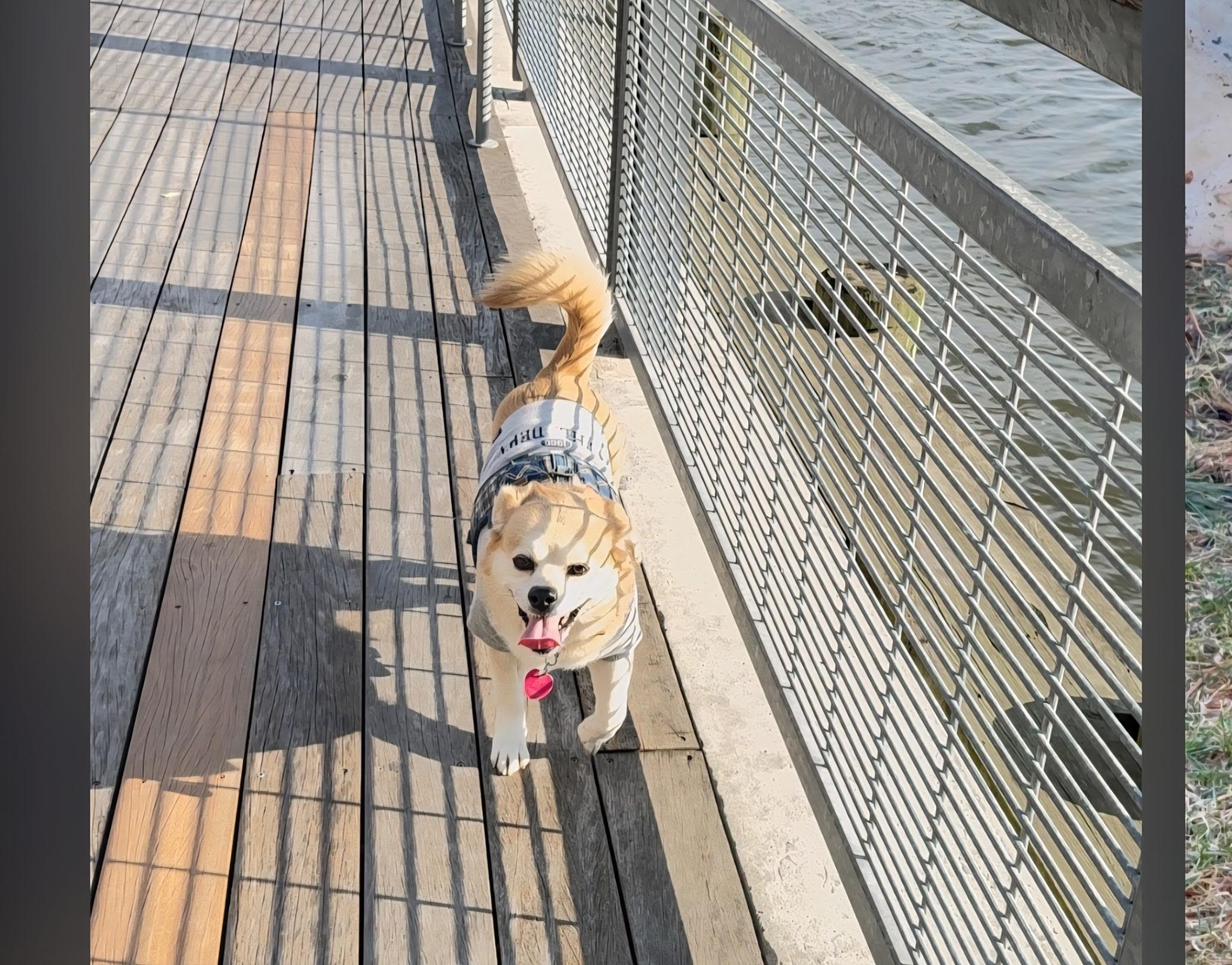 Nina, ADOPTABLE, Adult Female Pomeranian & Dachshund.