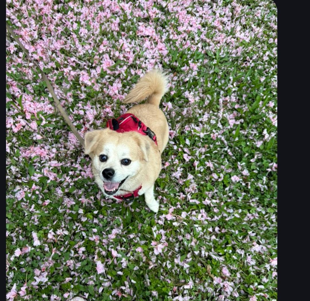 Nina, an adopted mixed breed in Asbury Park, NJ image 2/4