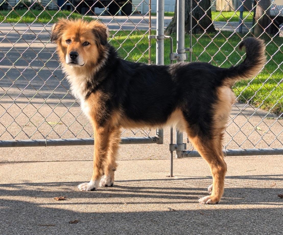 Enlarge Copper, a Adoptable mixed breed in Toledo, OH image 3/3