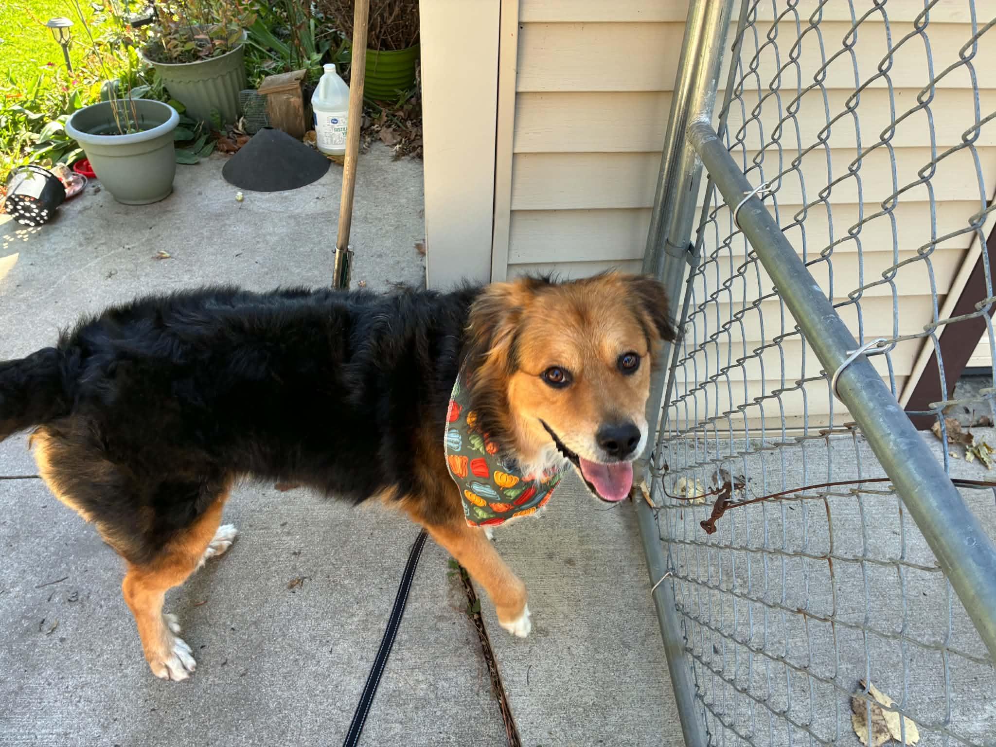 Enlarge Cooper, a Adoptable mixed breed in Toledo, OH image 3/5