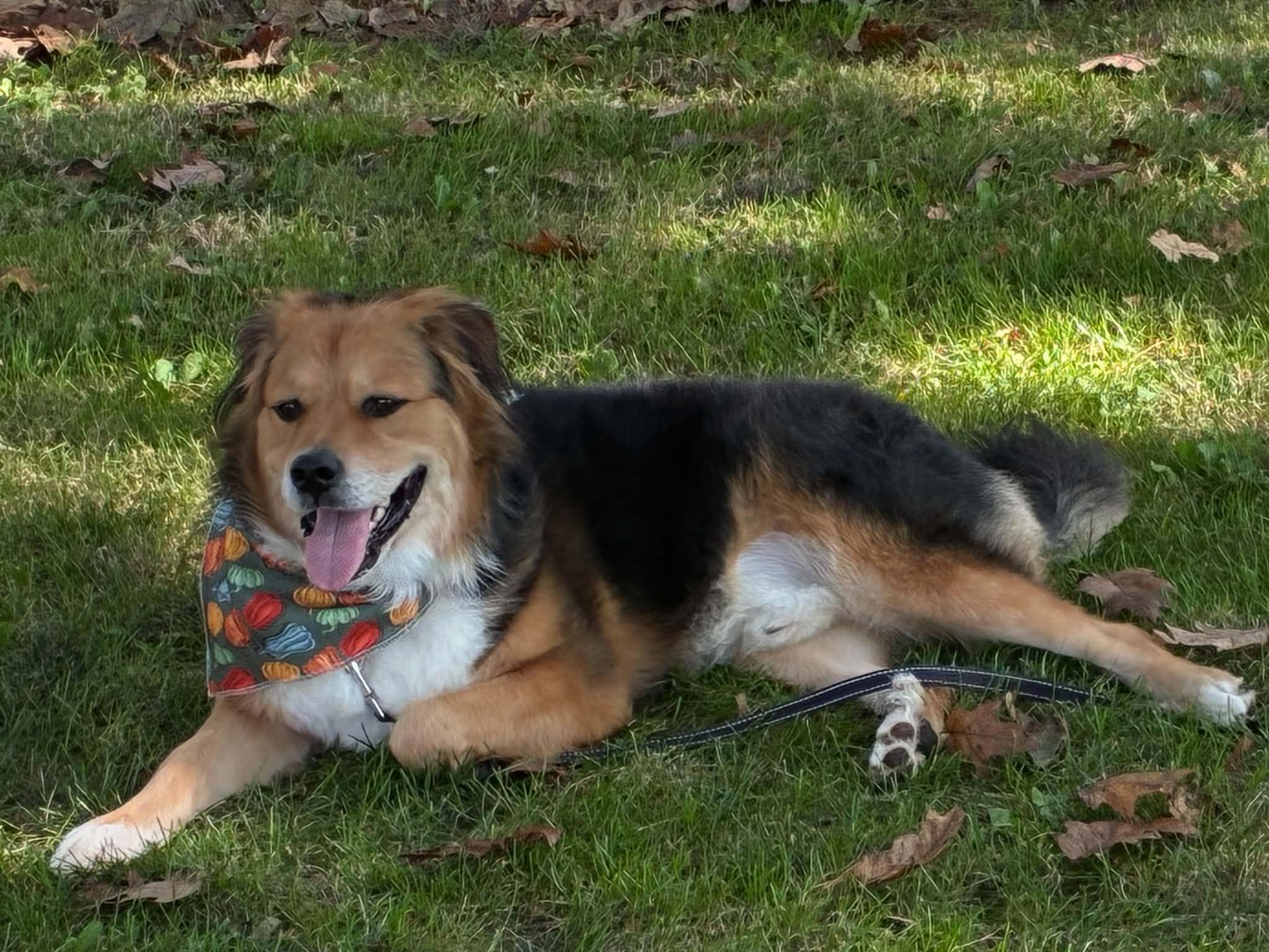 Enlarge Cooper, a Adoptable mixed breed in Toledo, OH image 2/5