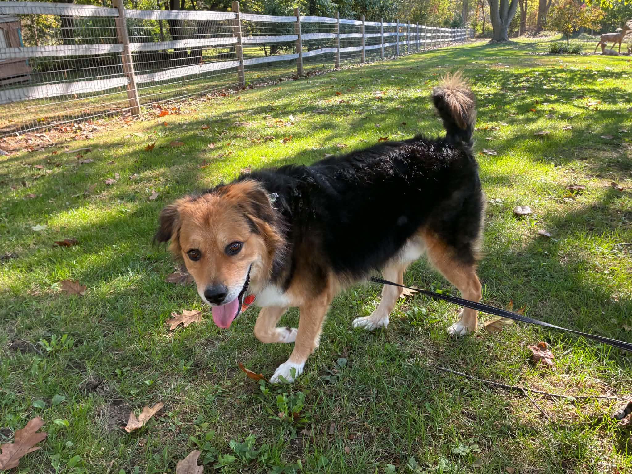 Enlarge Cooper, a Adoptable mixed breed in Toledo, OH image 4/5