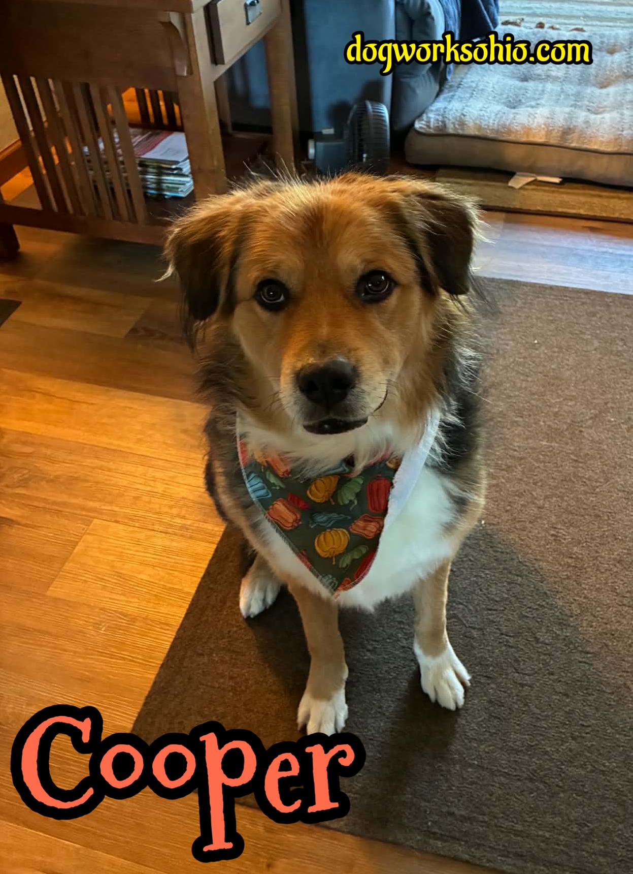 Enlarge Cooper, a Adoptable mixed breed in Toledo, OH image 1/5