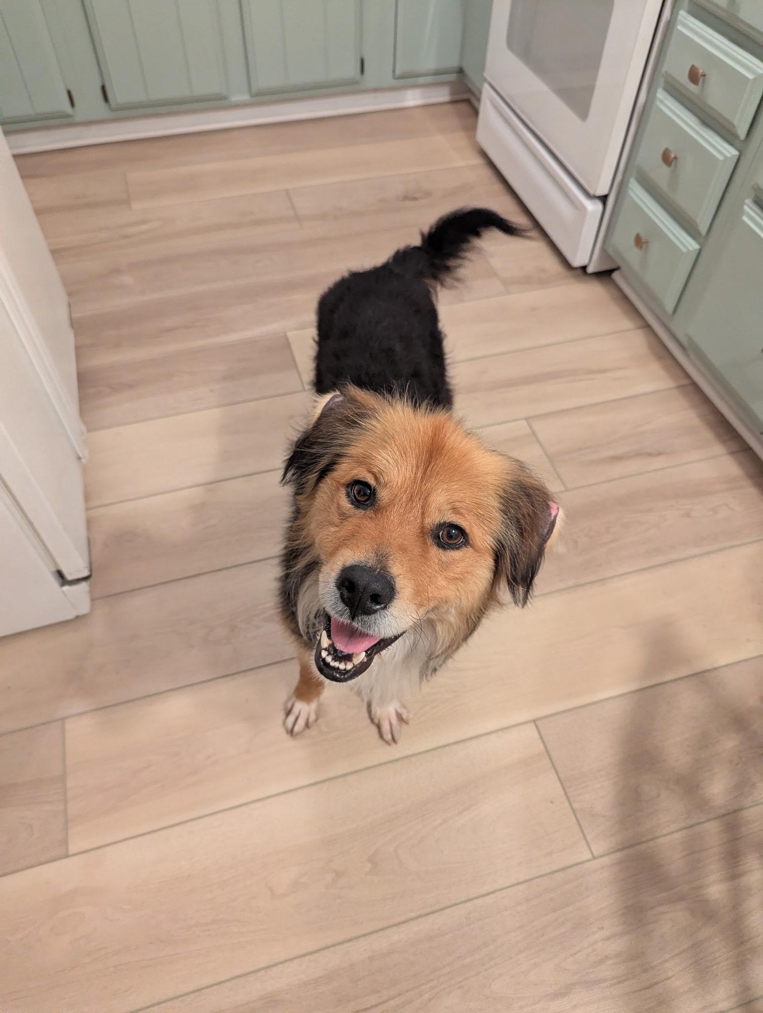 Enlarge Copper, a Adoptable mixed breed in Toledo, OH image 2/3