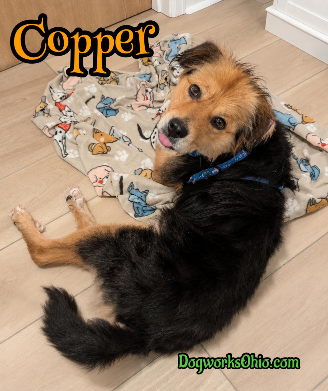 Copper, Adoptable, Adult Male Australian Shepherd.
