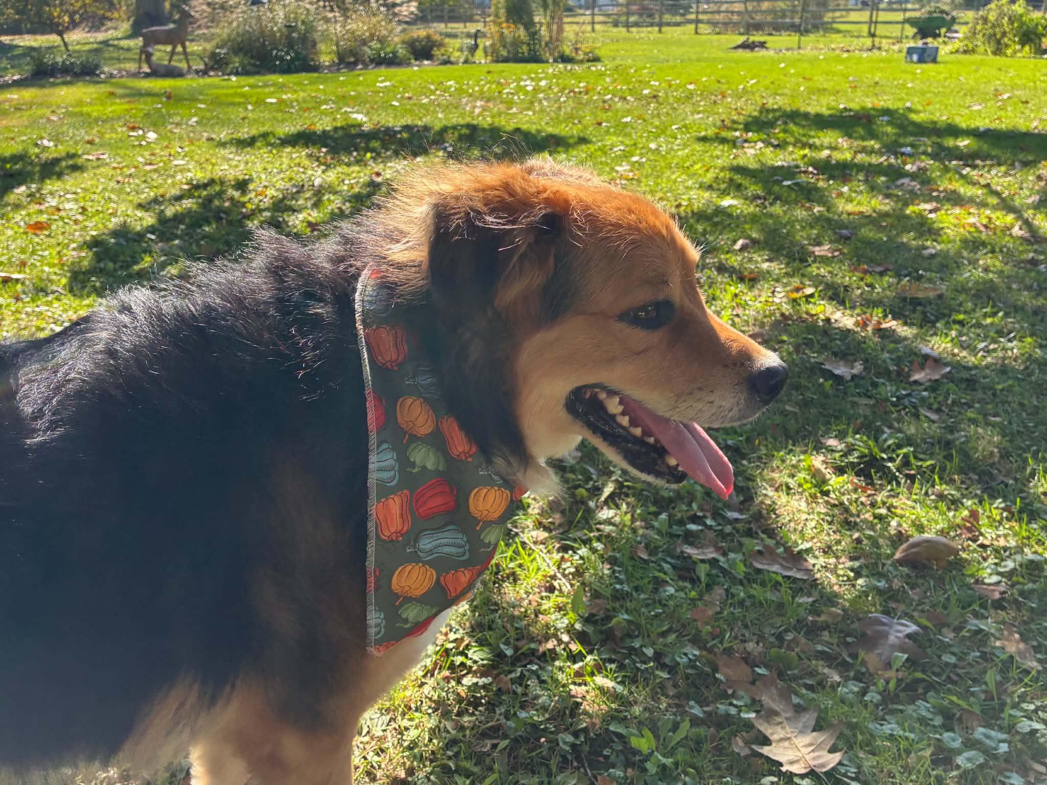 Enlarge Cooper, a Adoptable mixed breed in Toledo, OH image 5/5