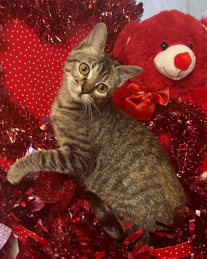 8/6/24 - Paisley, Adoptable, Young Female Domestic Short Hair.