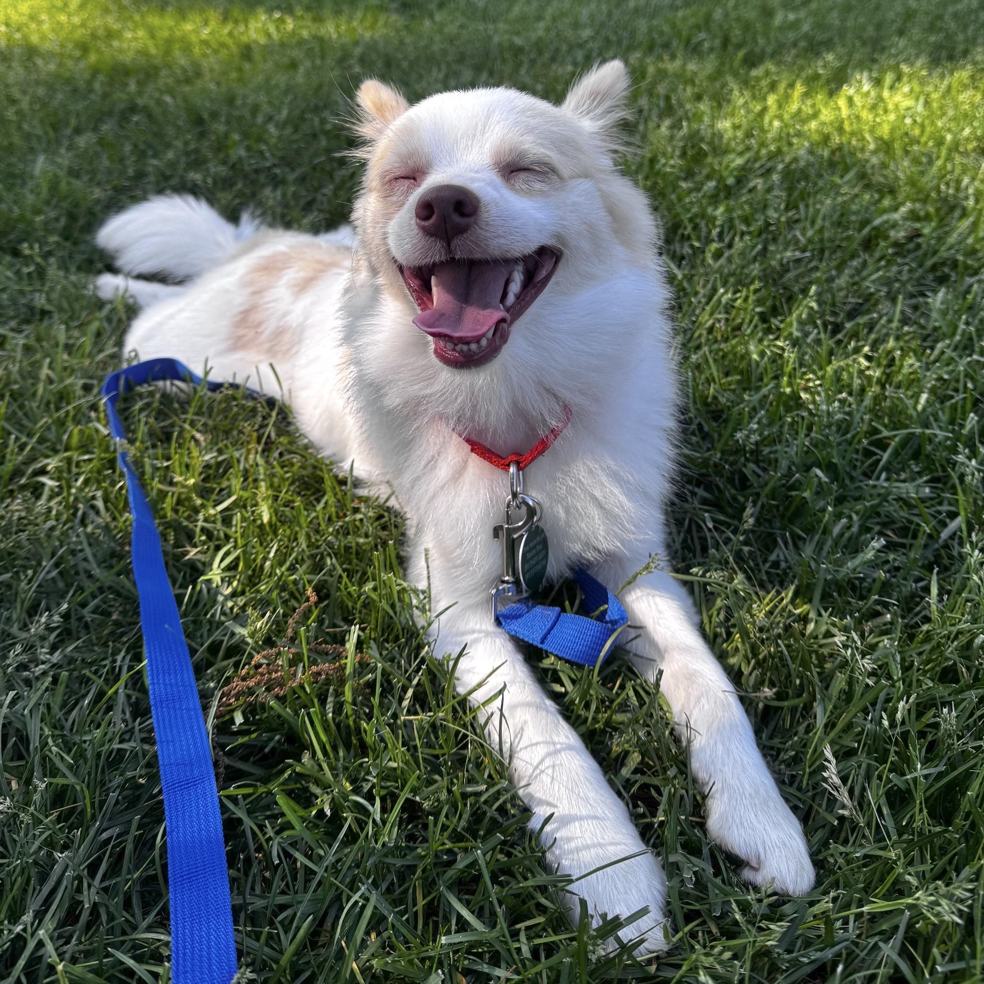 Enlarge Poof, a ADOPTABLE Pomeranian in Brooklyn, NY image 2/6