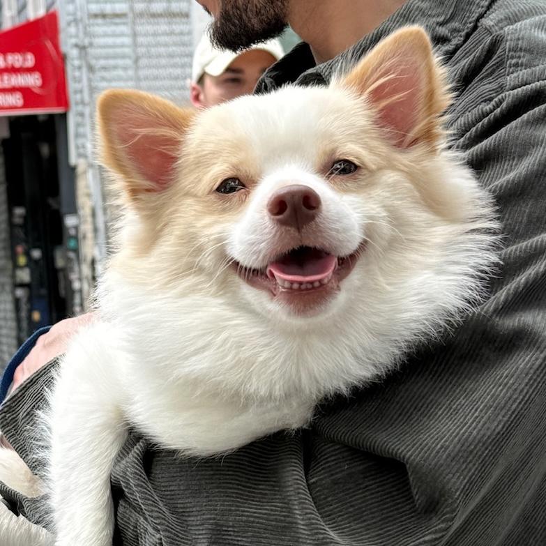 Poof, ADOPTABLE, Young Male Pomeranian.