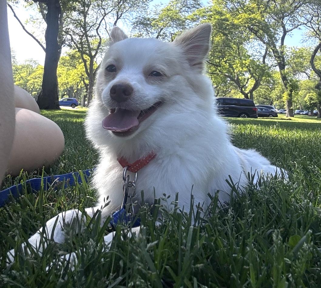 Enlarge Poof, a ADOPTABLE Pomeranian in Brooklyn, NY image 6/6