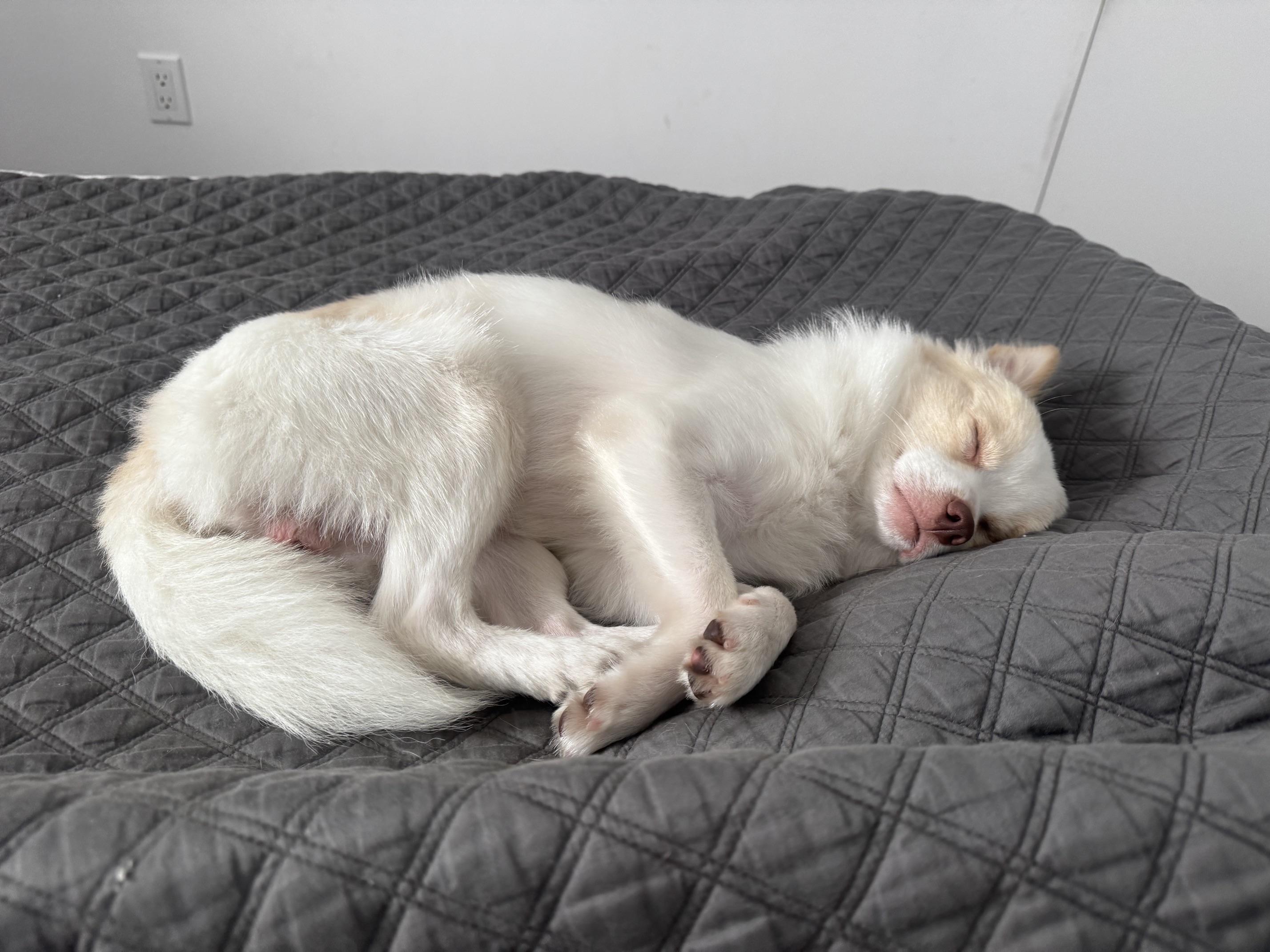 Enlarge Poof, a ADOPTABLE Pomeranian in Brooklyn, NY image 3/6
