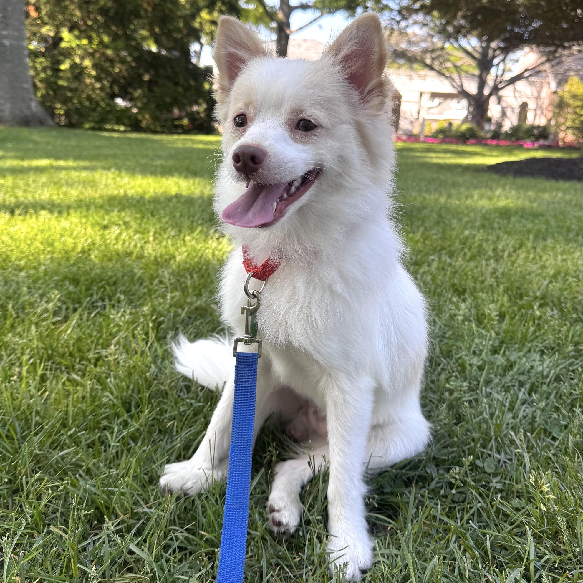 Enlarge Poof, a ADOPTABLE Pomeranian in Brooklyn, NY image 5/6