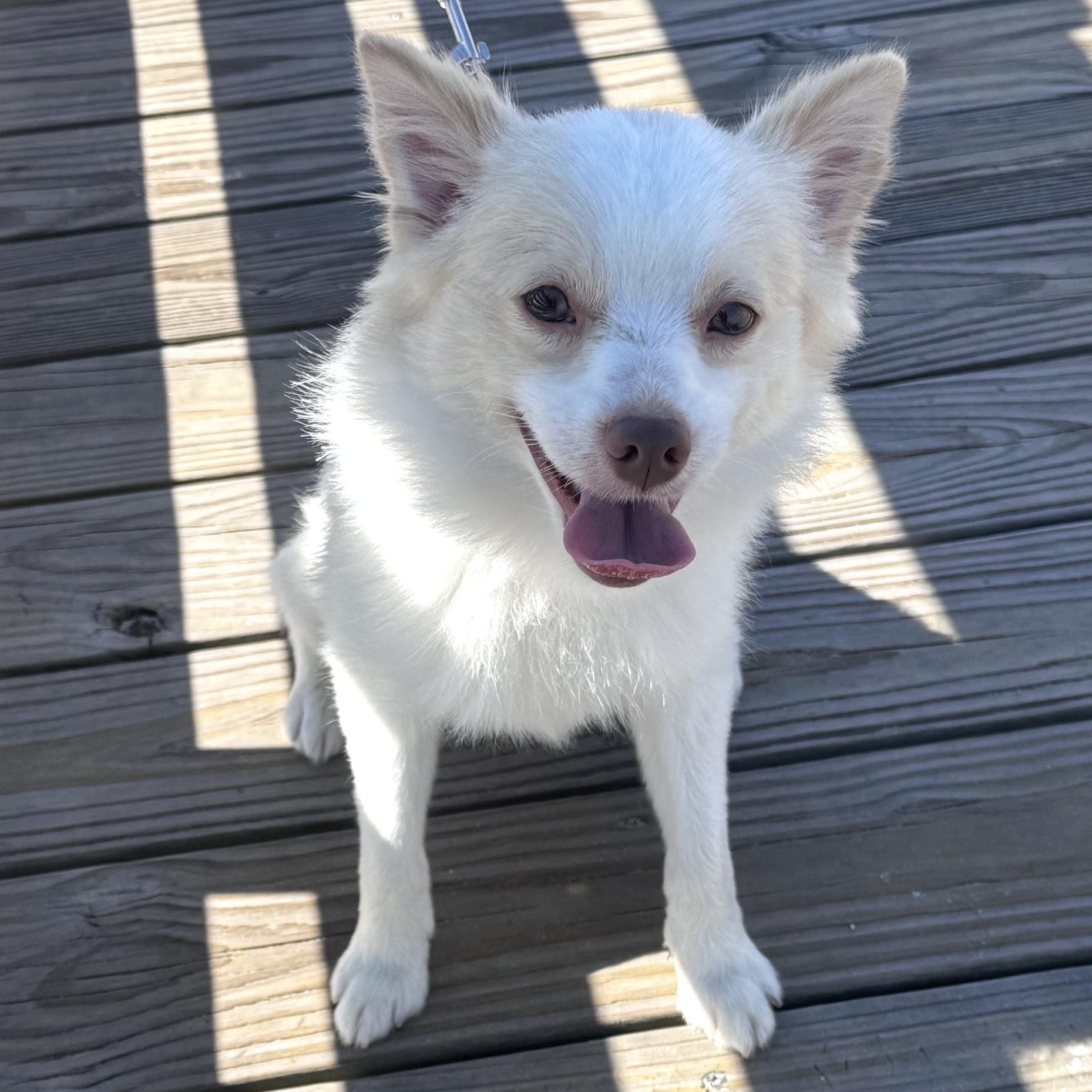 Enlarge Poof, a ADOPTABLE Pomeranian in Brooklyn, NY image 4/6