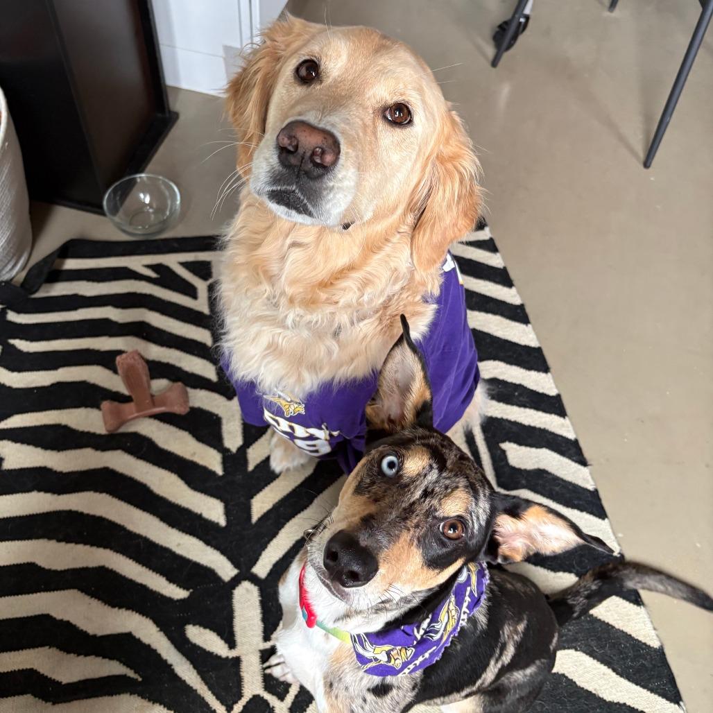Ottie D71103 photo