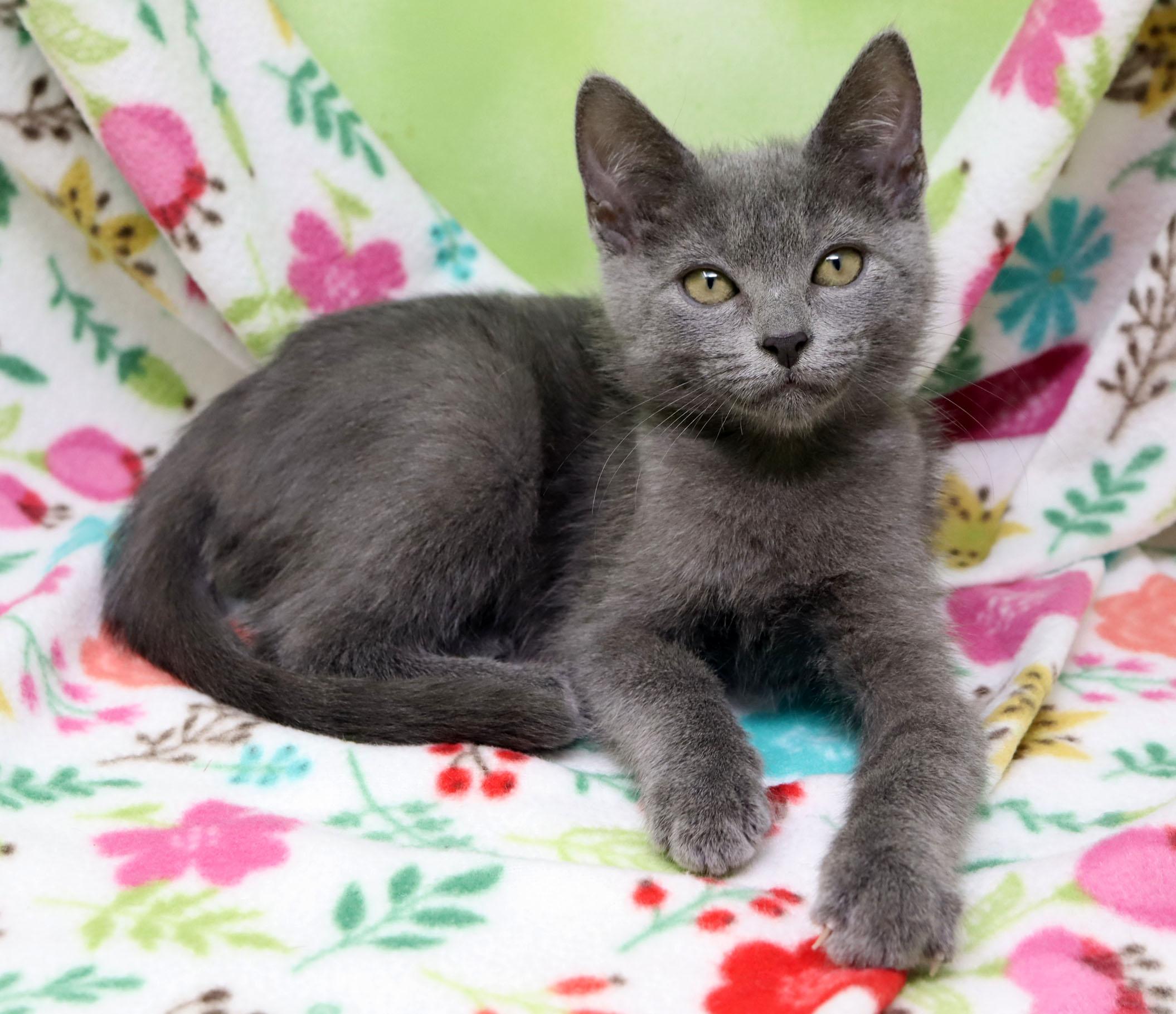 Enlarge Poppy, an adopted Domestic Short Hair in Tierra Verde, FL image 1/1