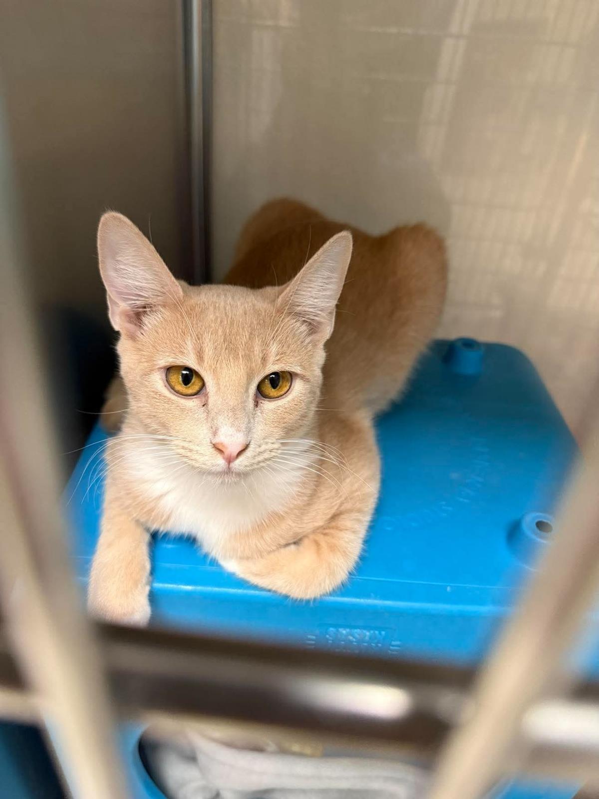 Honeycomb Cereal, Adoptable, Kitten Female Domestic Short Hair.