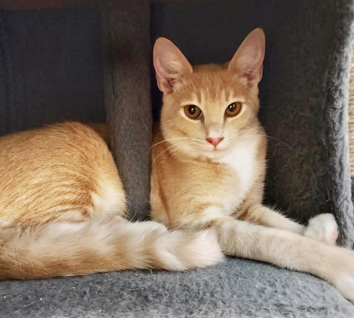 Enlarge Honeycomb Cereal, a Adoptable Domestic Short Hair in Chandler, AZ image 2/3