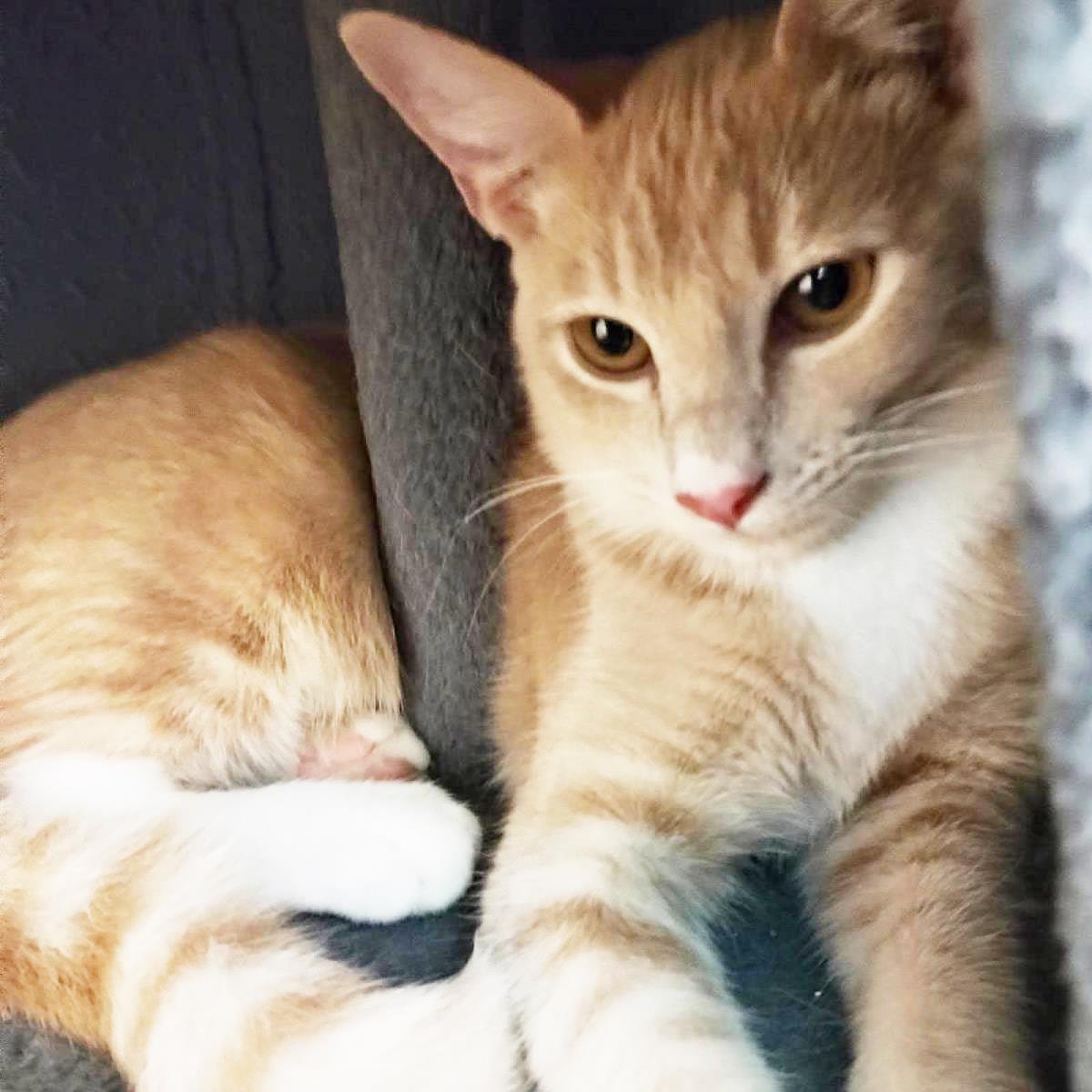 Enlarge Honeycomb Cereal, a Adoptable Domestic Short Hair in Chandler, AZ image 3/3