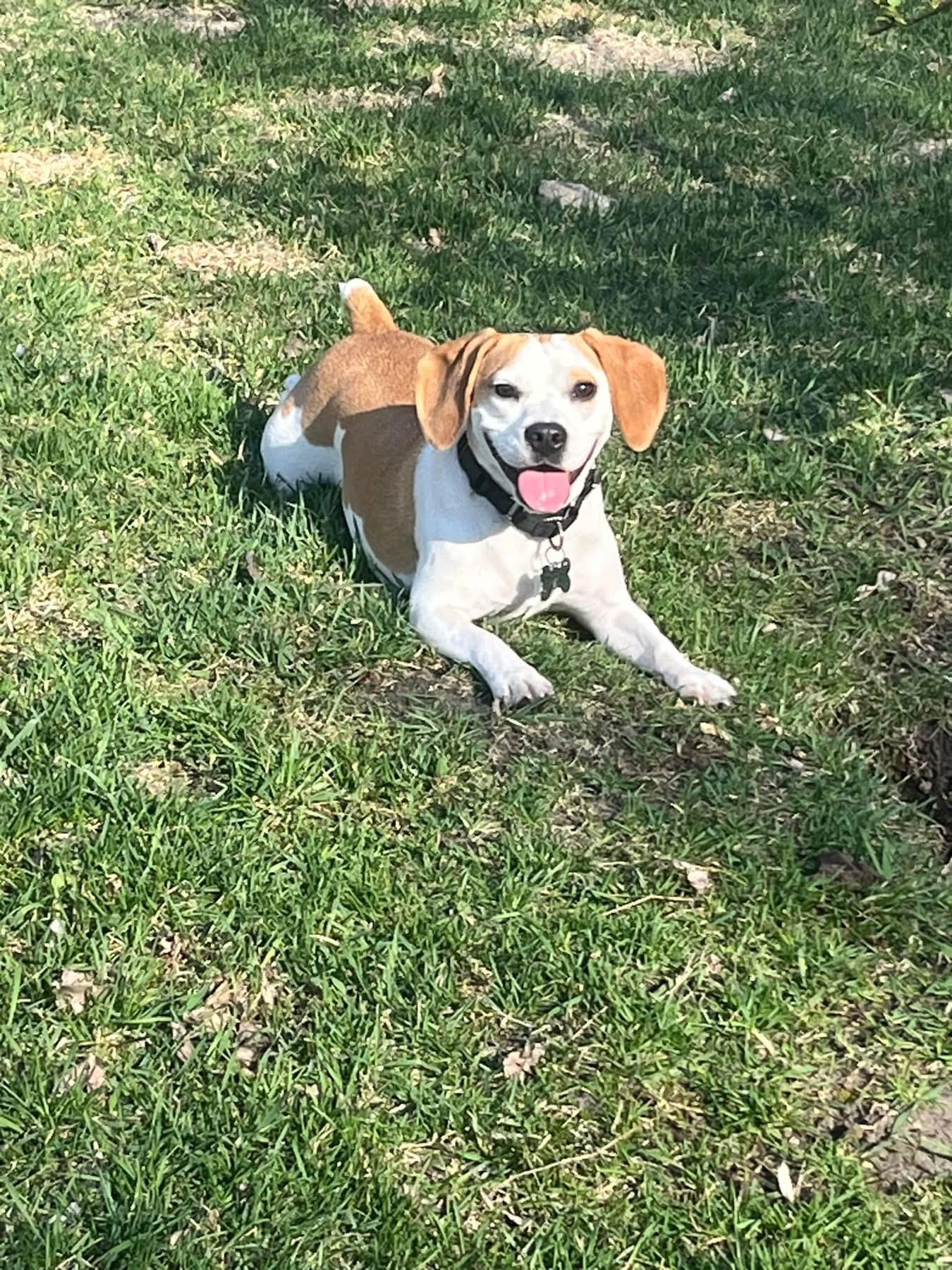 Zeus, Adopted, Young Male Beagle.