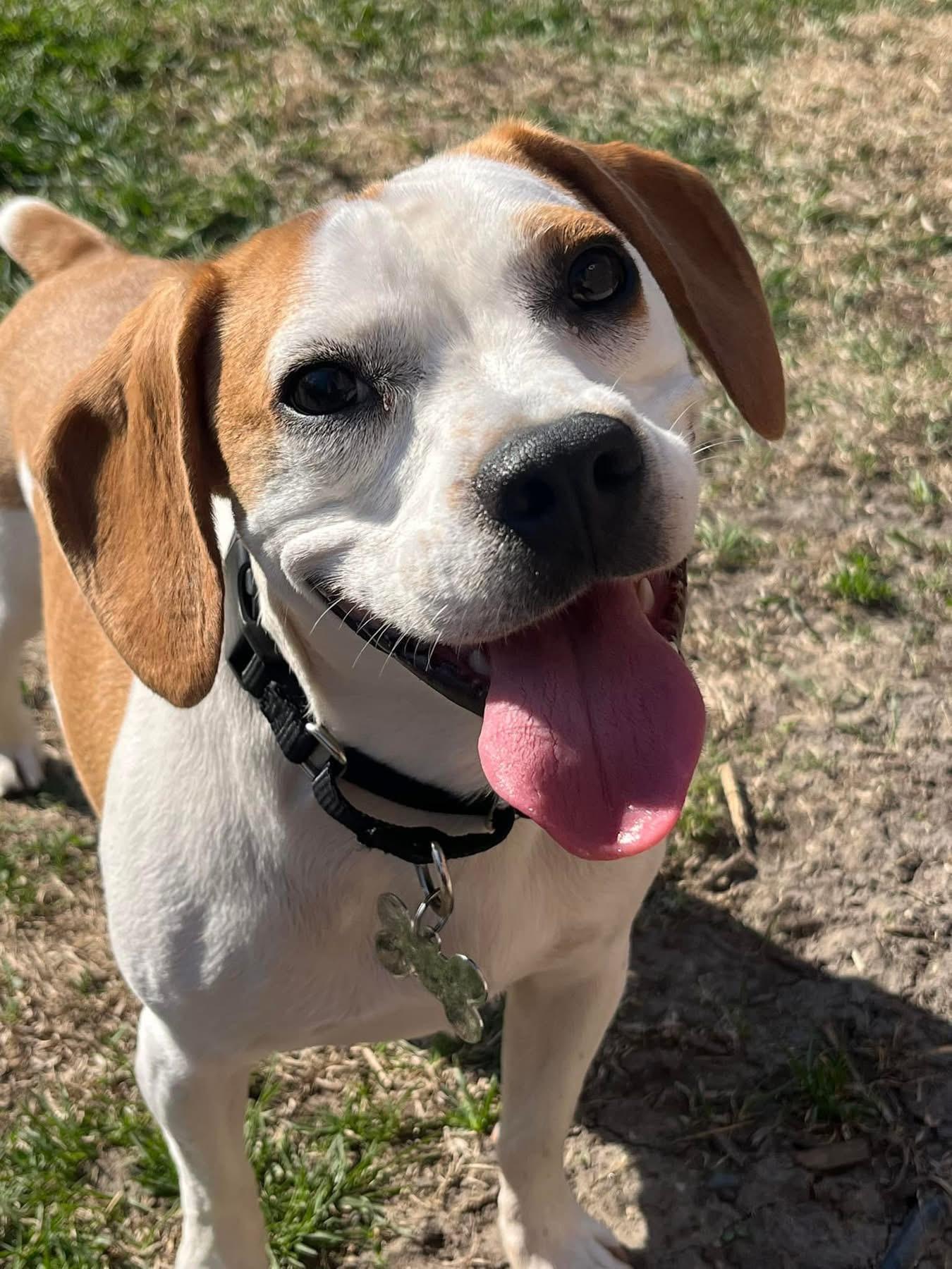 Enlarge Zeus, a Adopted mixed breed in Crookston, MN image 2/2