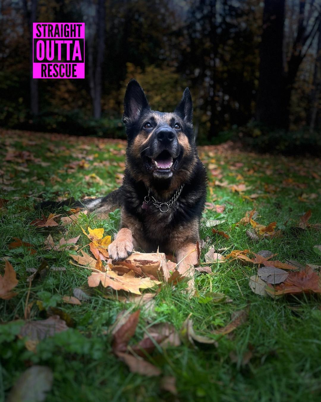 Romeo, Adoptable, Adult Male German Shepherd Dog.