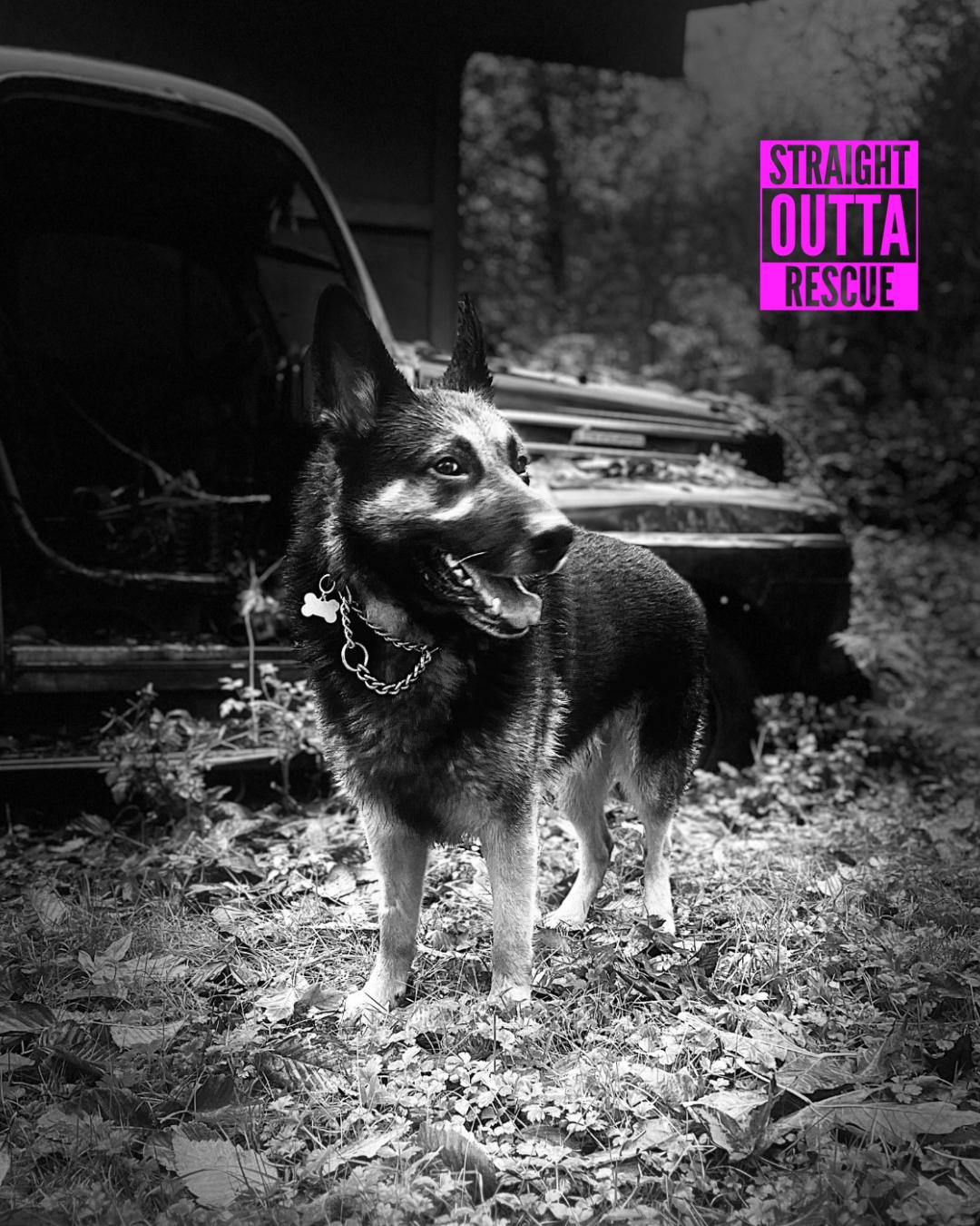 Enlarge Romeo, a Adoptable mixed breed in Vancouver, BC image 5/6