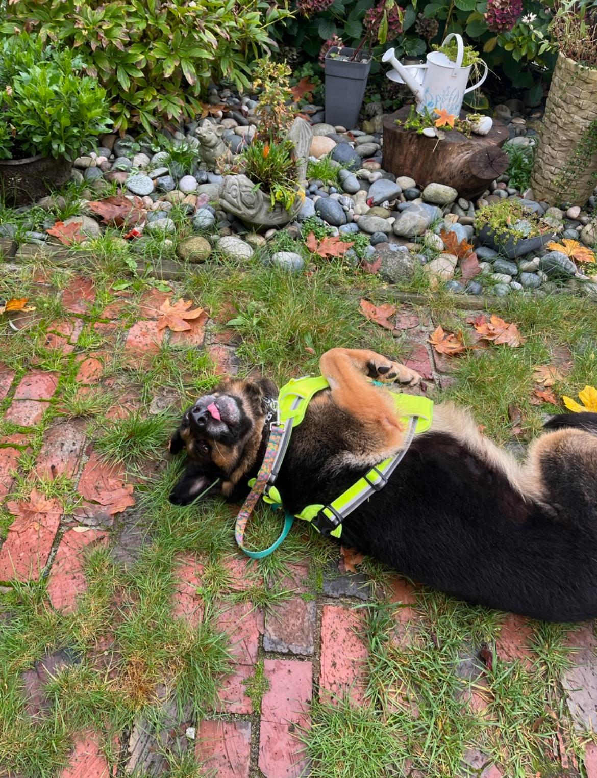 Enlarge Romeo, a Adoptable mixed breed in Vancouver, BC image 2/6