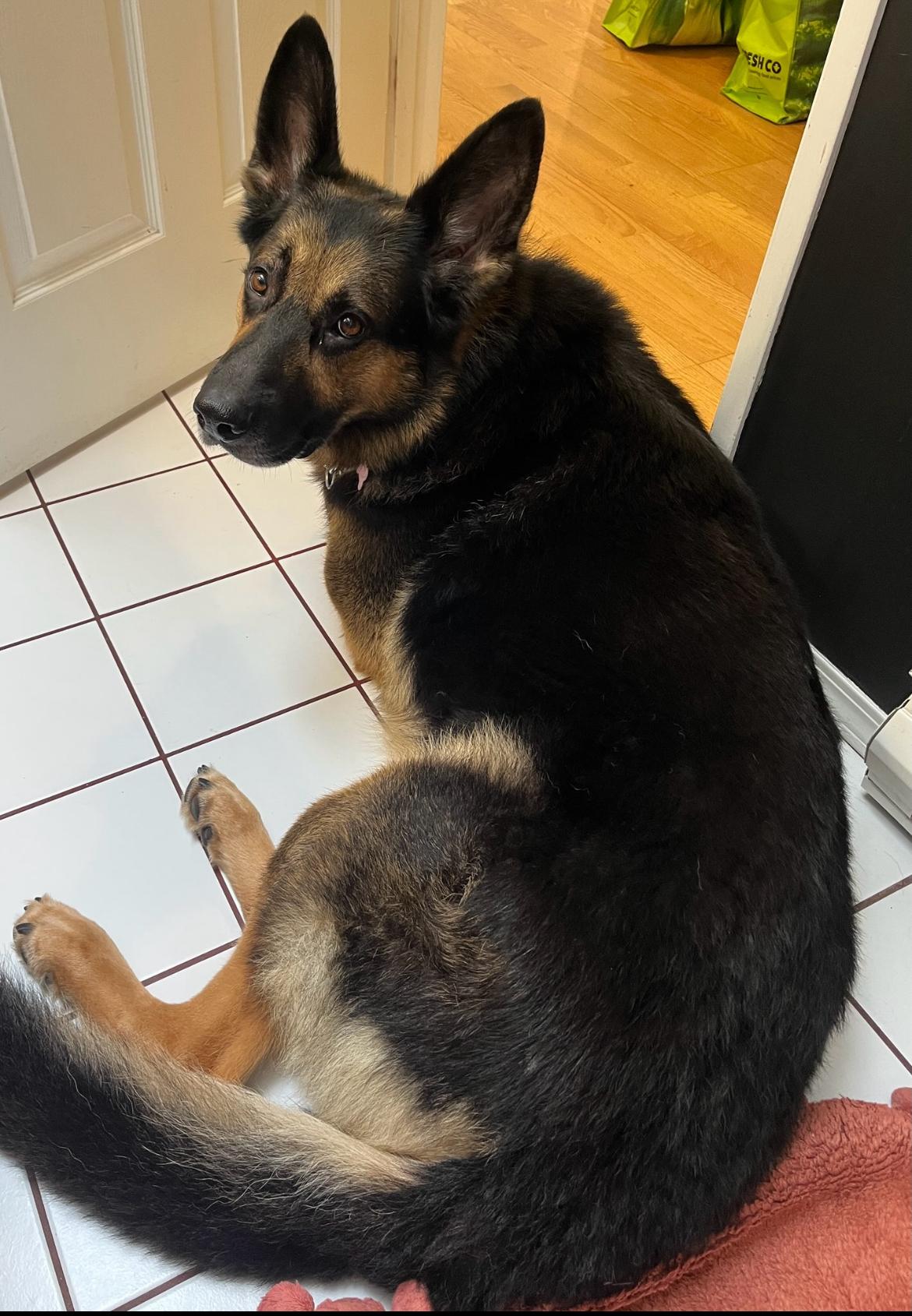 Enlarge Romeo, a Adoptable mixed breed in Vancouver, BC image 4/6