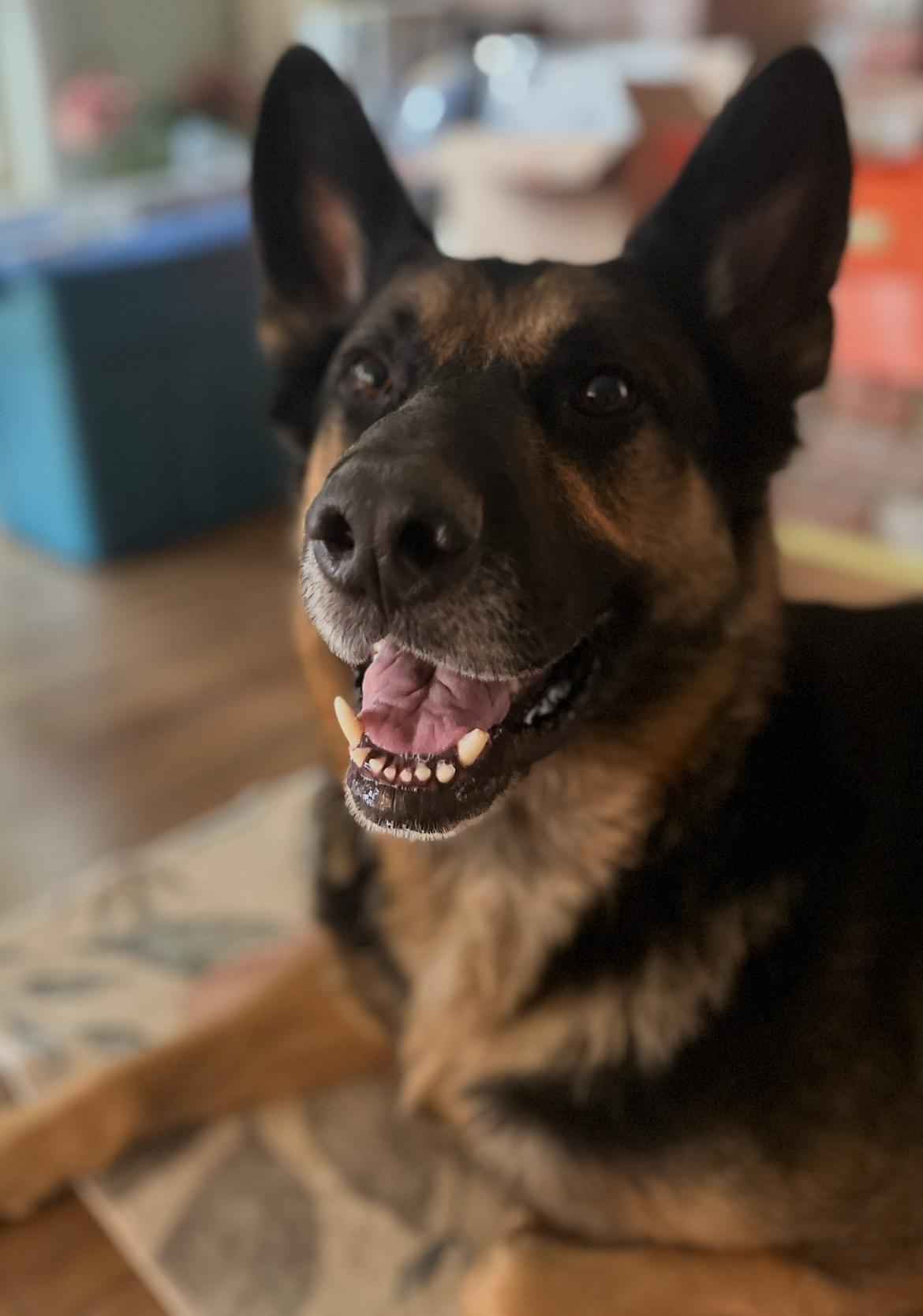 Romeo *new pics, Adoptable, Adult Male German Shepherd Dog.