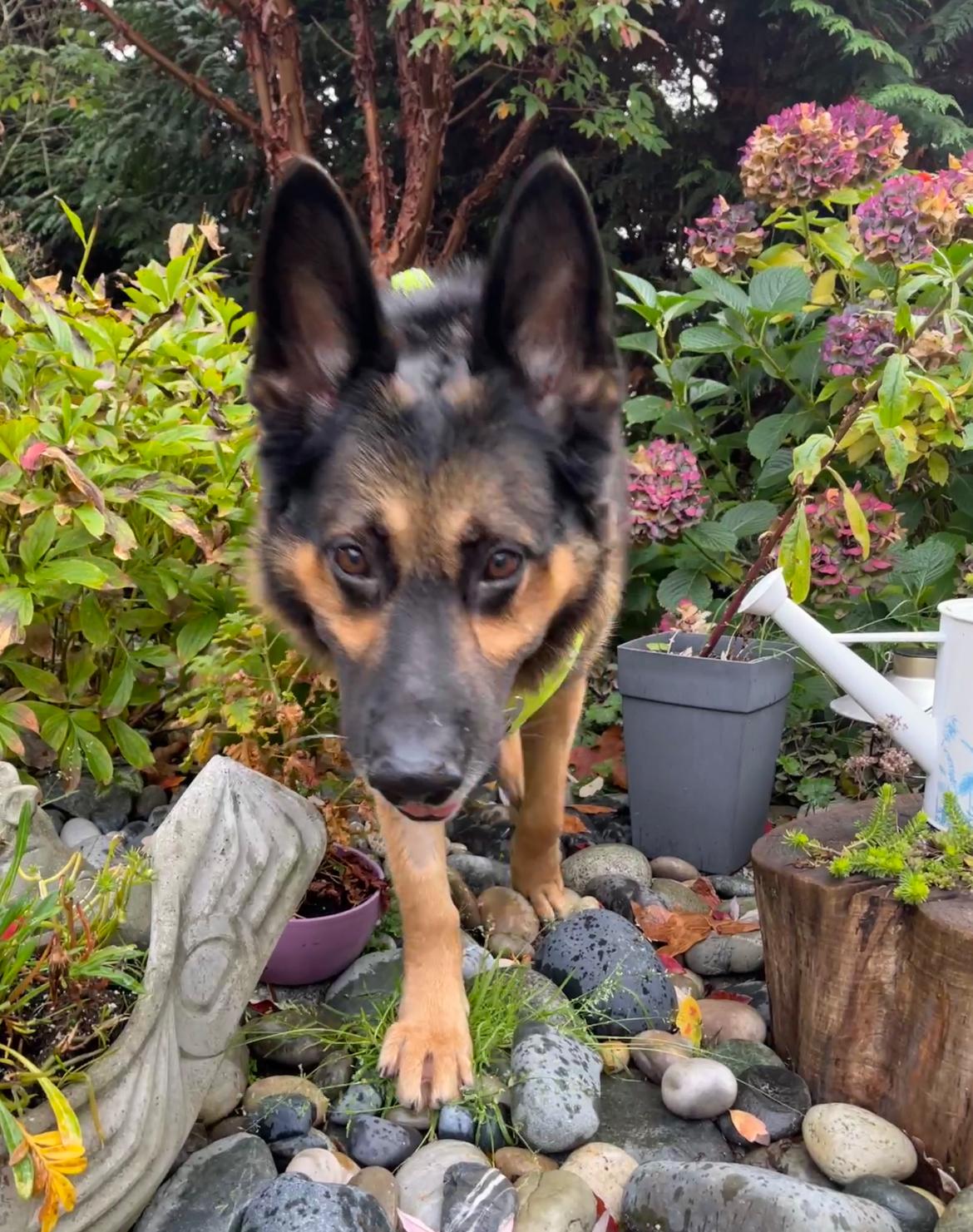 Enlarge Romeo, a Adoptable mixed breed in Vancouver, BC image 3/6