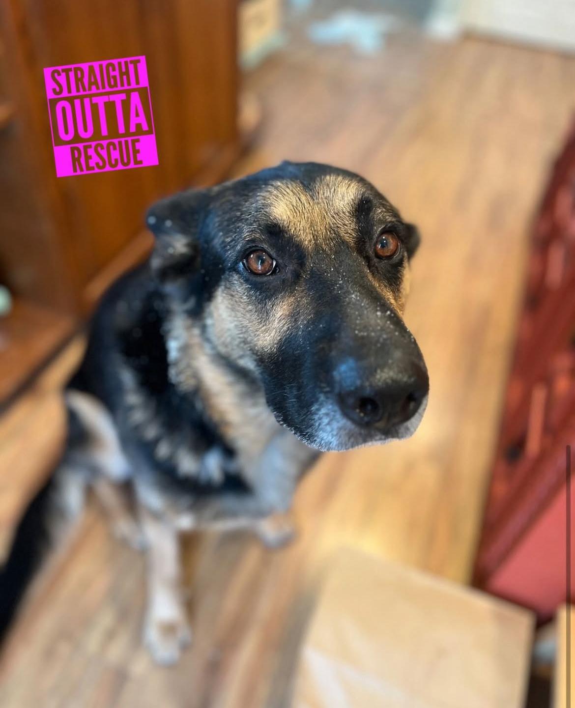 Enlarge Romeo *new pics, a Adoptable mixed breed in Vancouver, BC image 2/6