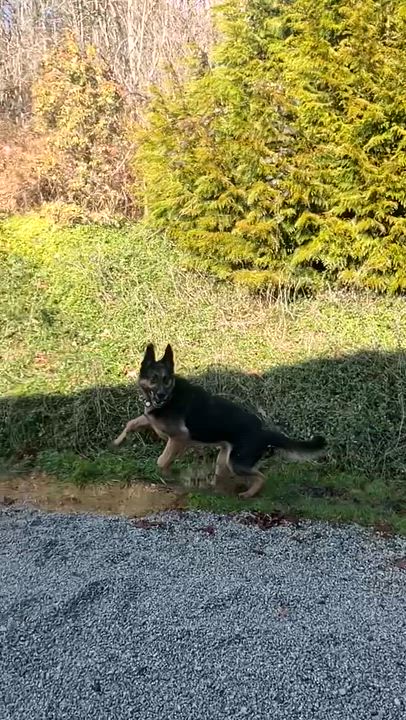 Enlarge Romeo *new pics, a Adoptable mixed breed in Vancouver, BC video 6/6