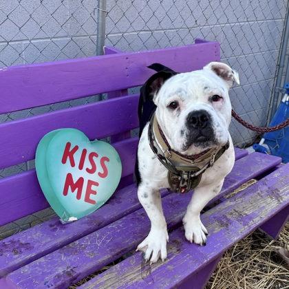 Eeyore, Adoptable, Adult Male Fox Terrier & Mixed Breed.