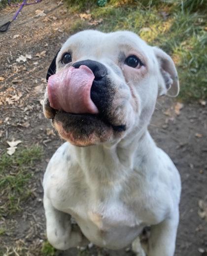 Eeyore, a Adoptable mixed breed in Hobart, IN image 2/3