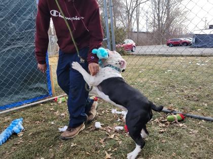 Enlarge Eeyore, a Adoptable mixed breed in Hobart, IN image 3/3