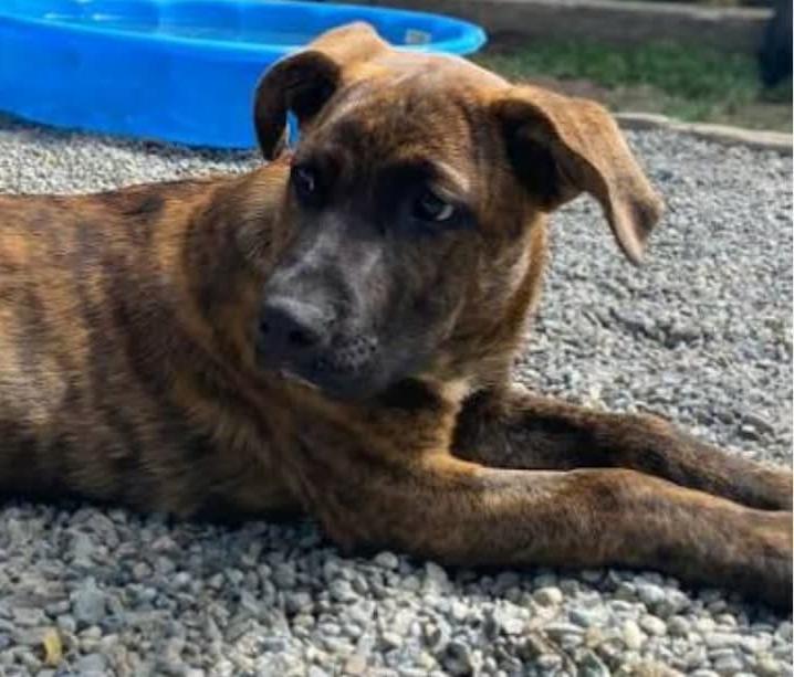Enlarge Nala, a Adoptable mixed breed in Abbotsford, BC image 1/1